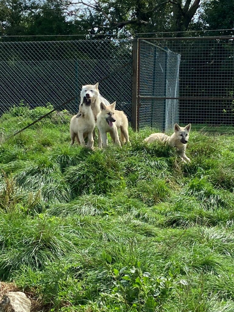 loup dressage cinema arkann 04