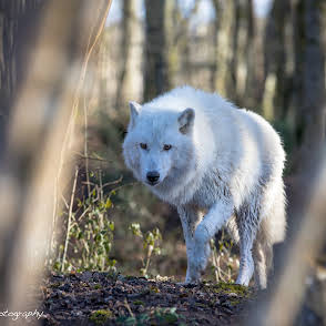 loup dressage cinema arkann 06