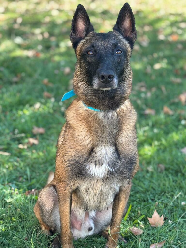 chien malinois 78 cinema arkann 02 chien malinois 78 cinema arkann 02