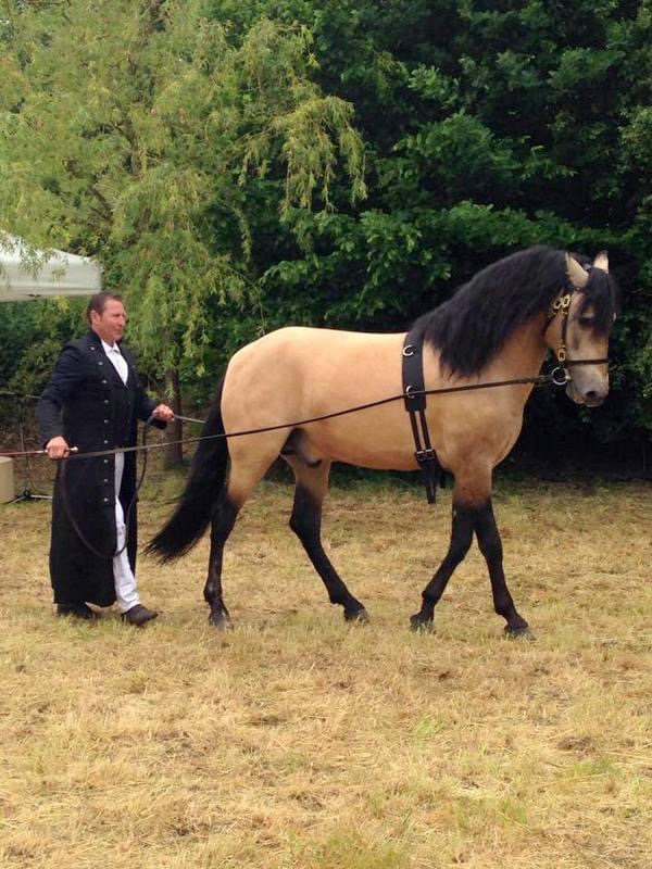 cheval dressage cinema arkann 10
