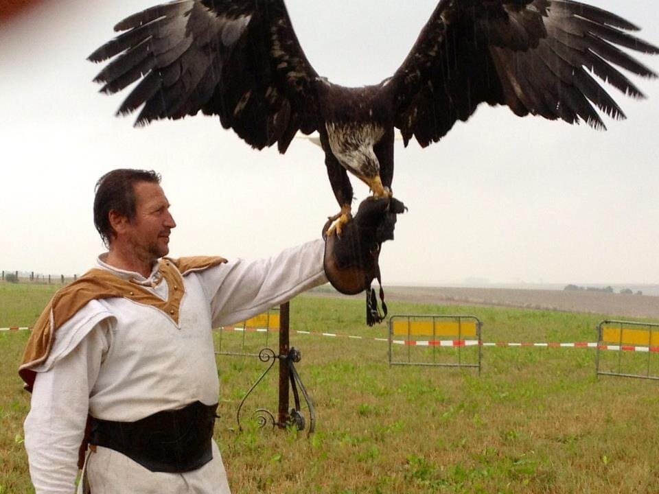 aigle rapace cinema arkann 01