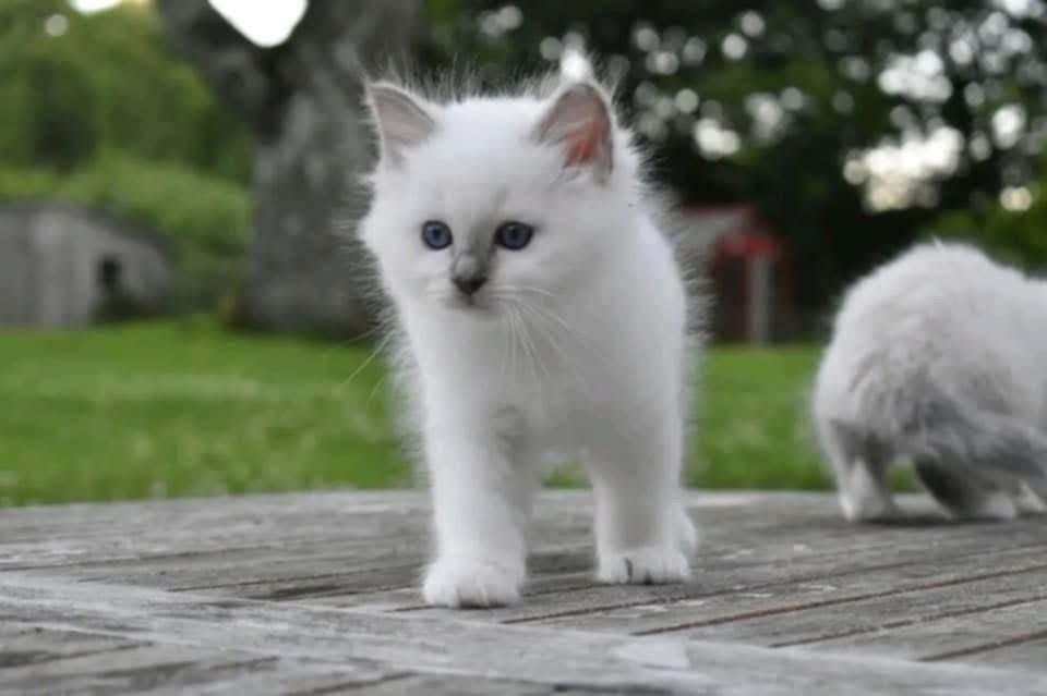 chat tournage cinema arkann 01 chat tournage cinema arkann 01