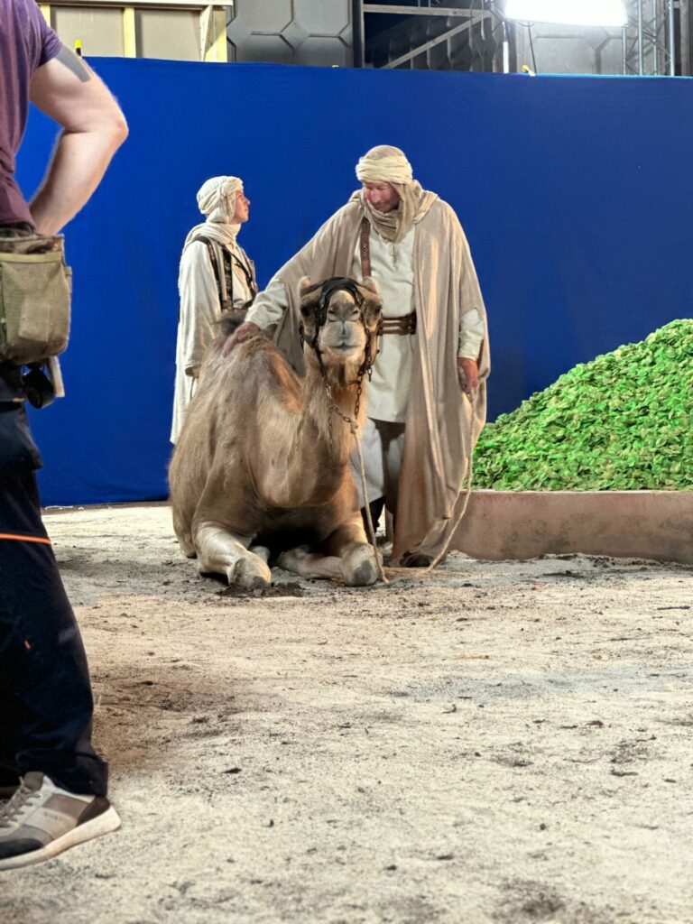 dromadaire tournage cinema arkann 12