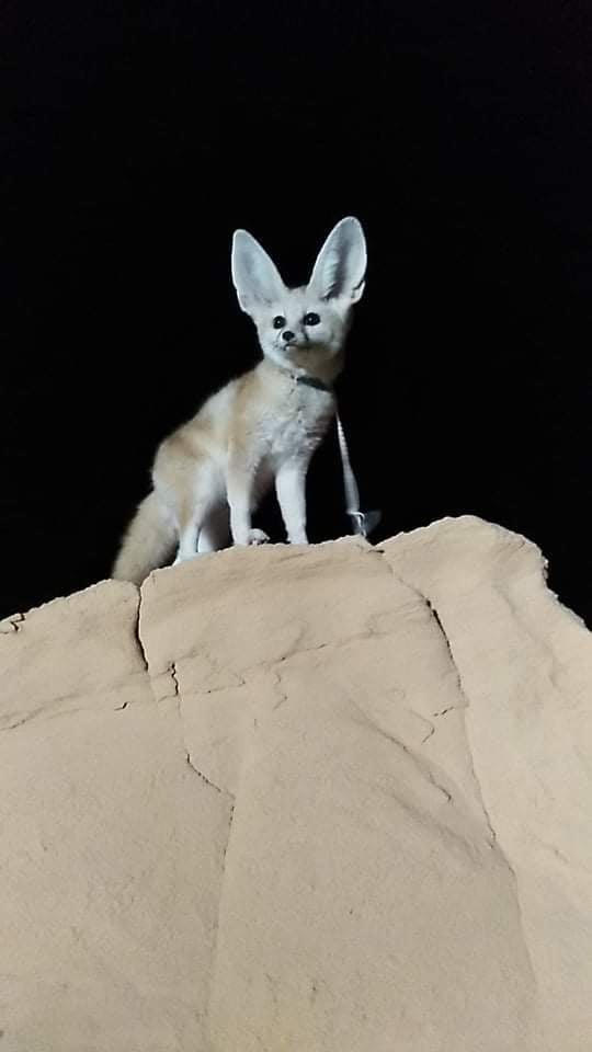 fennec renard desert cinema arkann 12