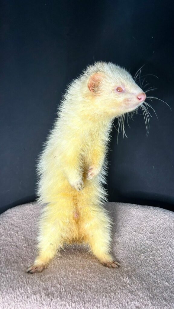 furet clarence cinema arkann 02