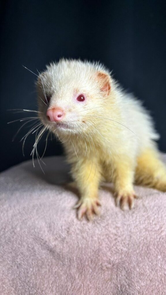 furet clarence cinema arkann 03