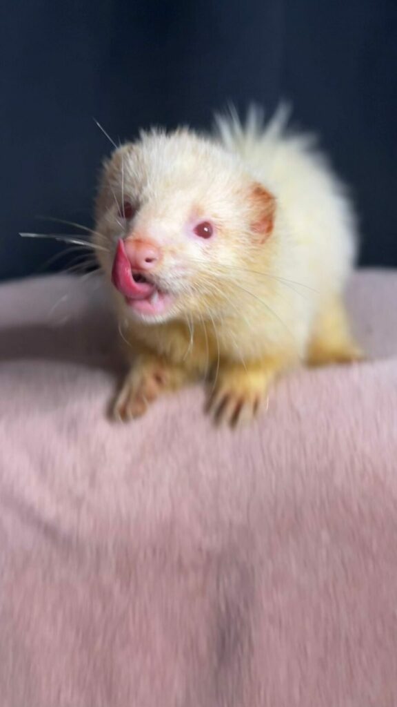 furet clarence cinema arkann 04
