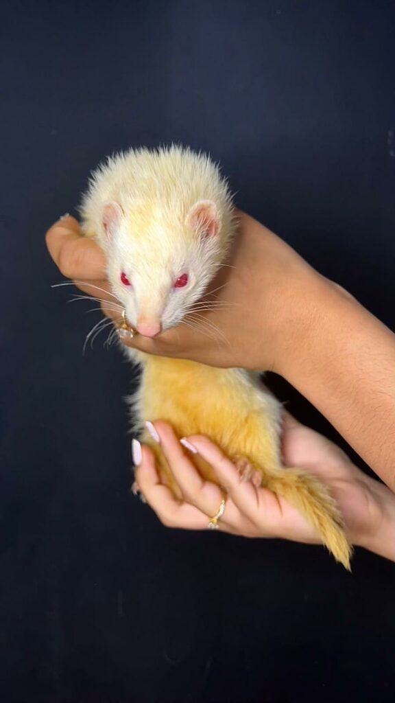 furet clarence cinema arkann 07