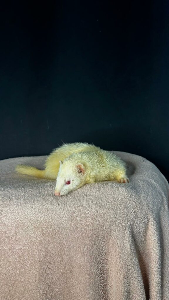 furet clarence cinema arkann 09