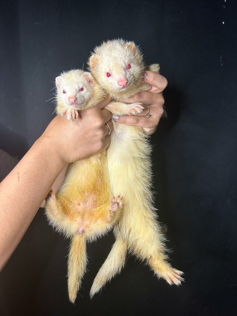 furet clarence cinema arkann 12
