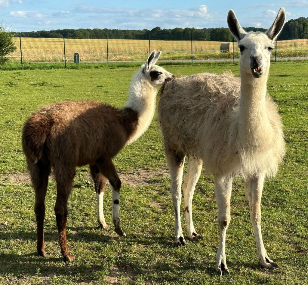 mini ferme animaux tournage arkann 16