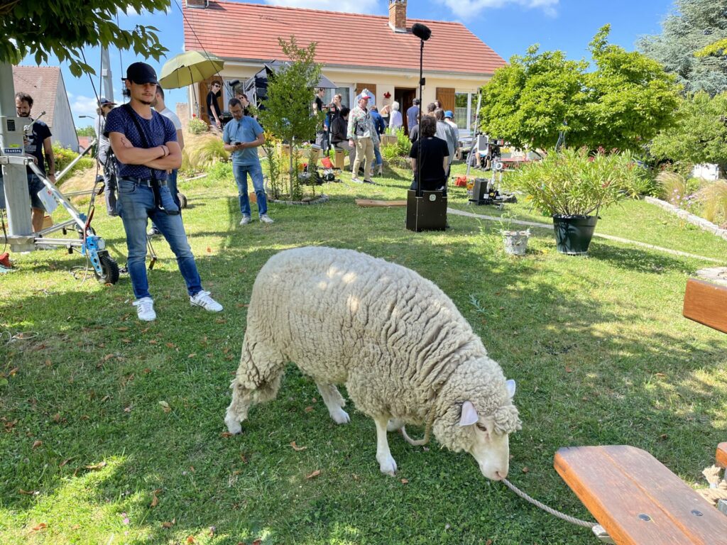 mouton dressage cinema arkann 01