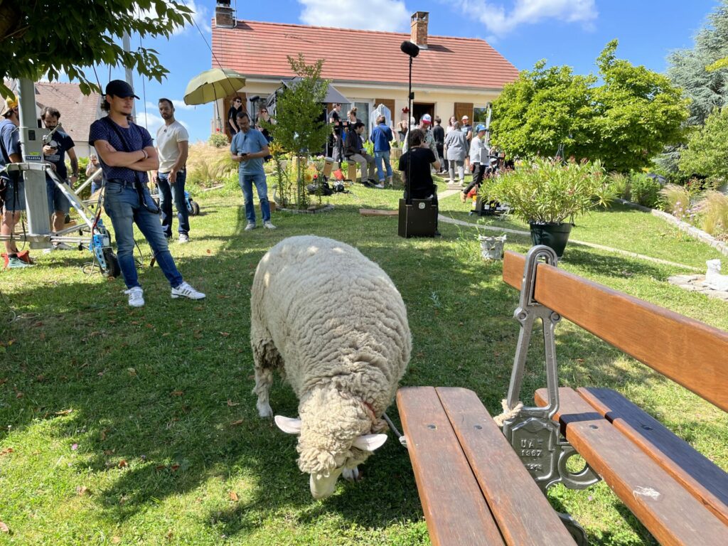 mouton dressage cinema arkann 02