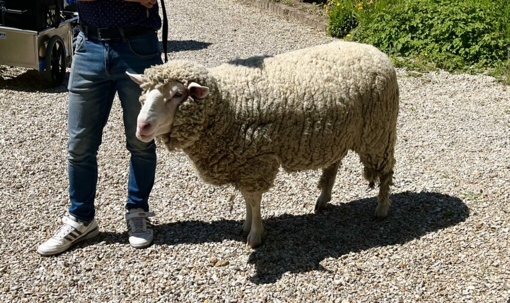 mouton dressage cinema arkann 03