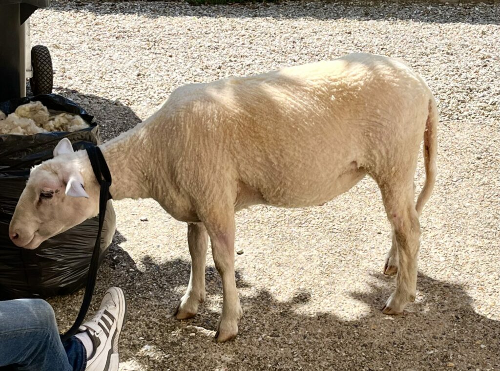 mouton dressage cinema arkann 04