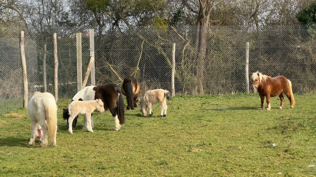 poney dressage cinema arkann 04