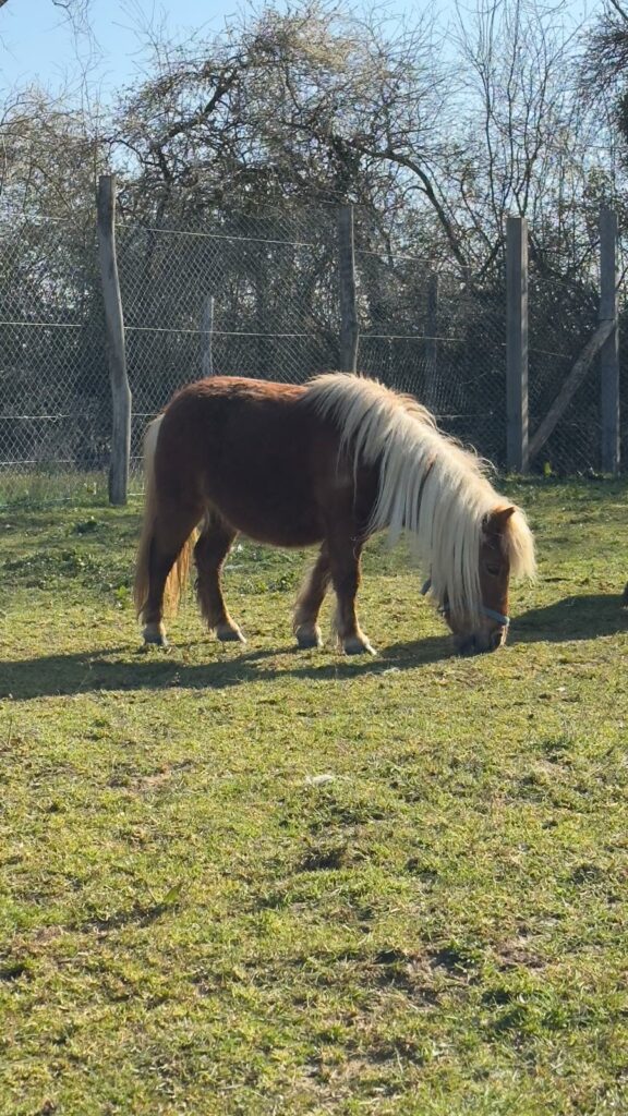 poney dressage cinema arkann 07