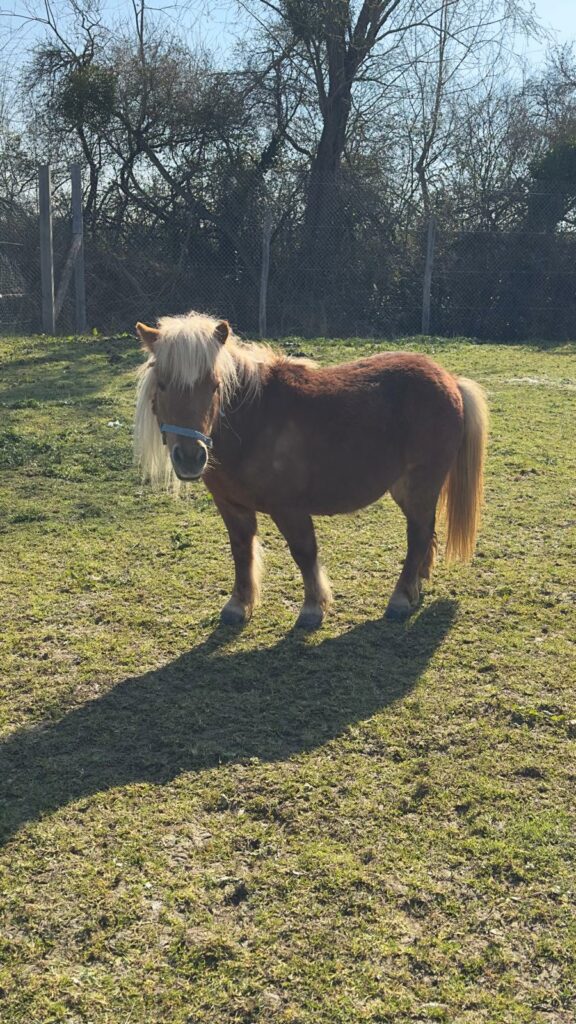 poney dressage cinema arkann 08