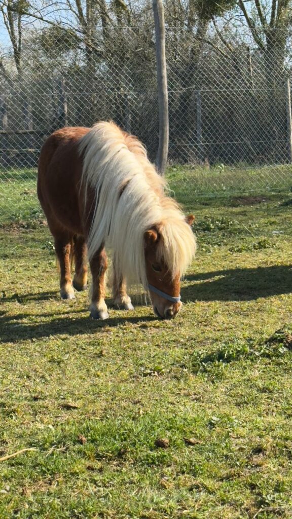 poney dressage cinema arkann 09