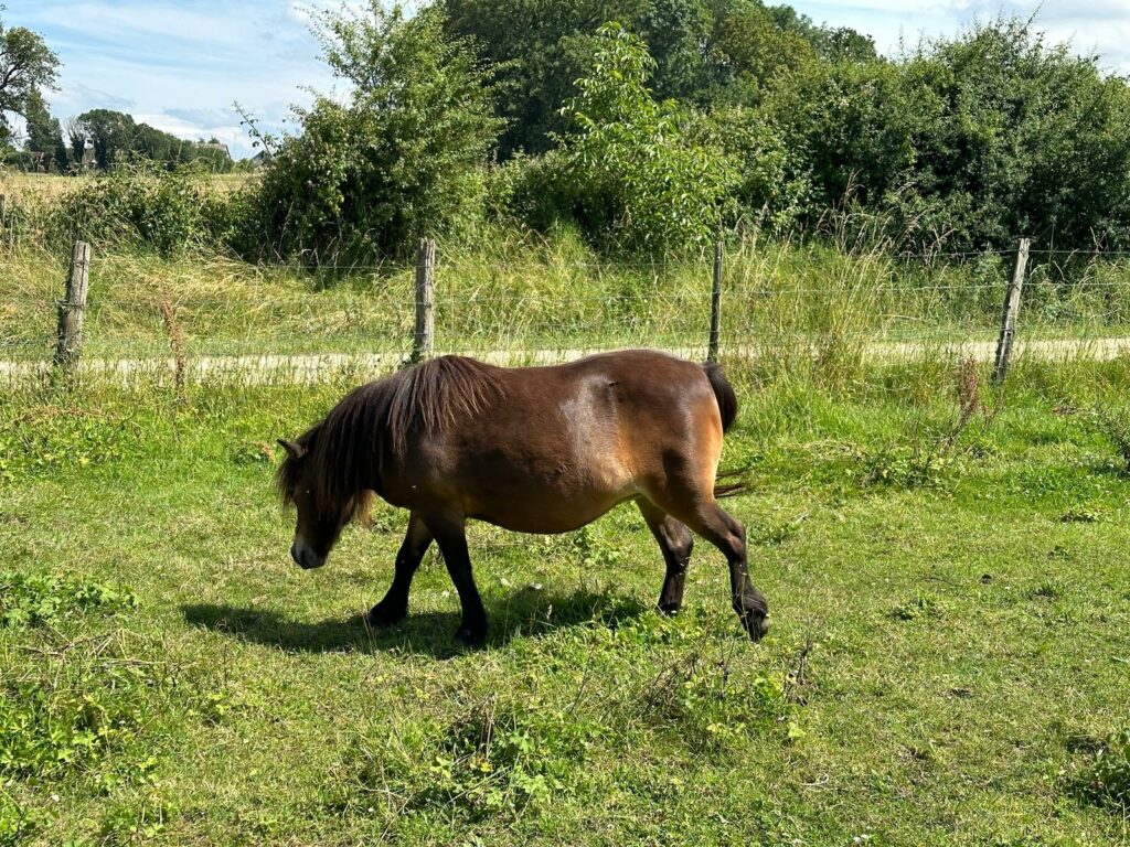 poney dressage cinema arkann 15