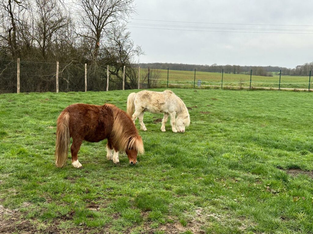 poney dressage cinema arkann 20