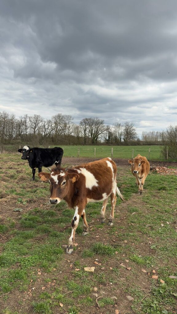 vache tournage cinema arkann 12