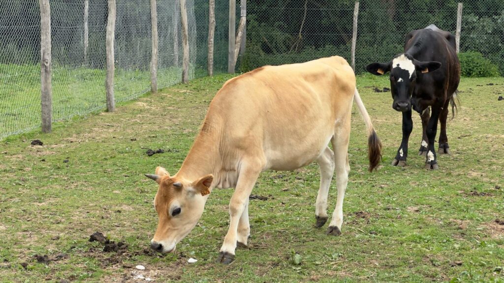 vache tournage cinema arkann 14