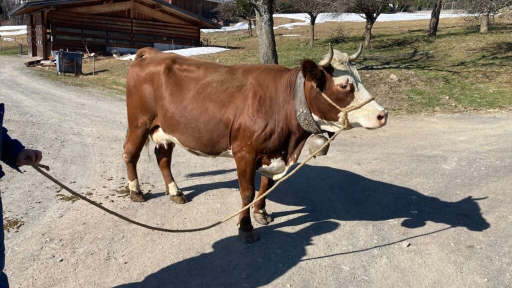 vache tournage cinema arkann 18