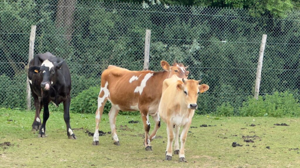 vache tournage cinema arkann 26