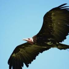 vautour rapace cinema arkann 19