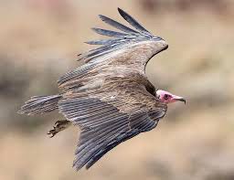 vautour rapace cinema arkann 26
